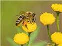 Veranstaltungsbild Imkereibesuch, Honigbienen live erleben